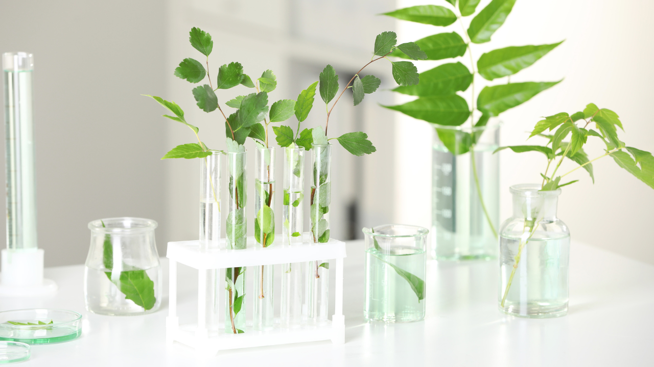 Plant Exosomes: Benefits, Uses, & More