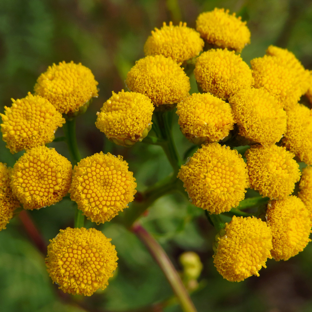 Blue Tansy Oil Skin Care