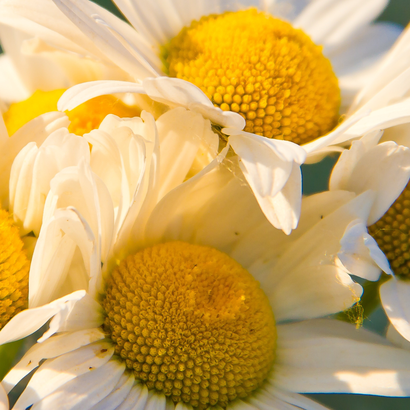 Close up of chamomile flowers