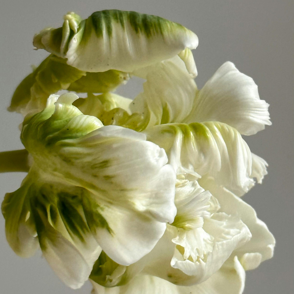 Neroli Basil | Premium Fragrance Oil for Wholesale Skincare