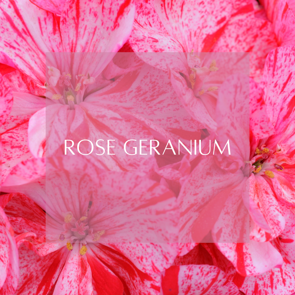 Essential Oils Bundle