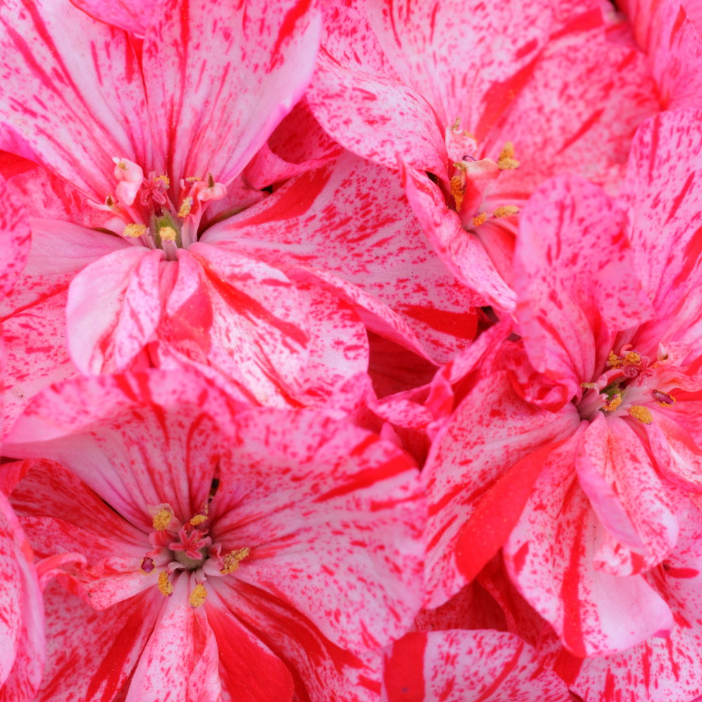 Rose Geranium Essential Oil