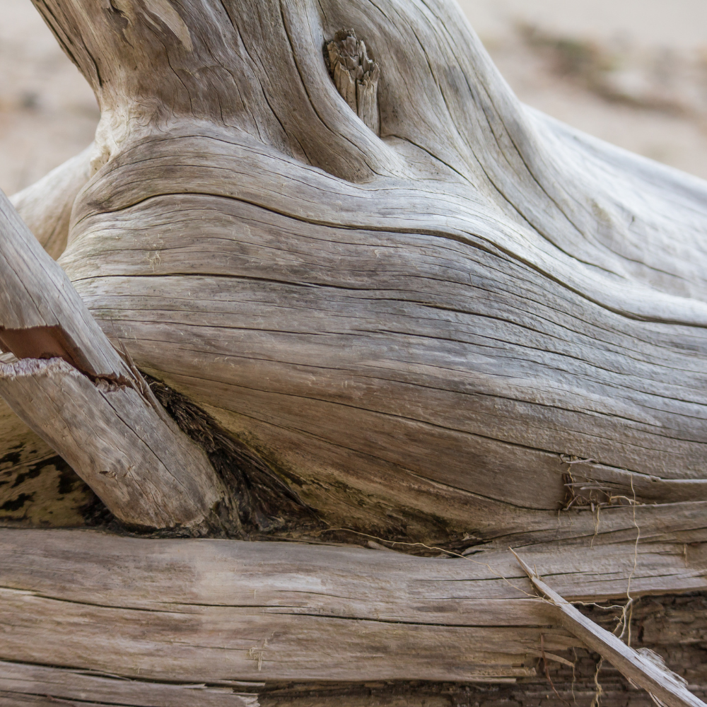 Sandalwood Eucalyptus