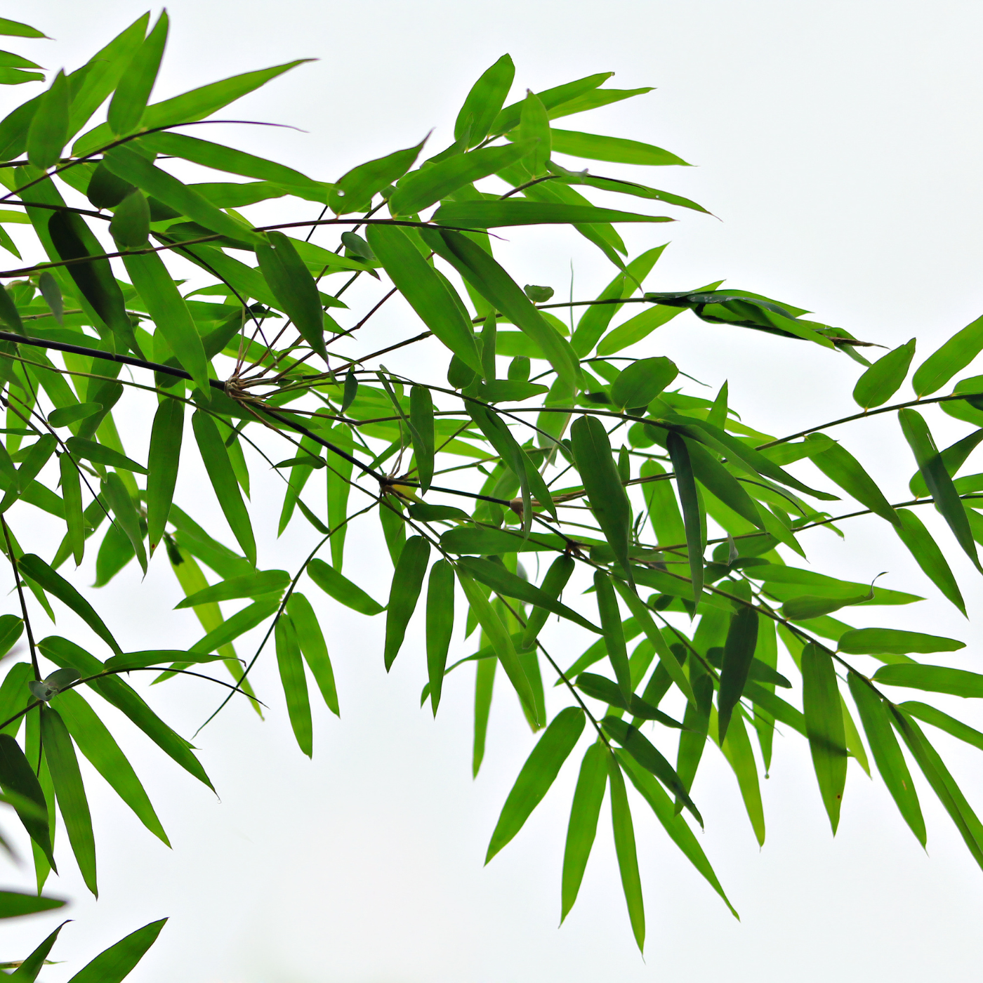Bamboo leaves