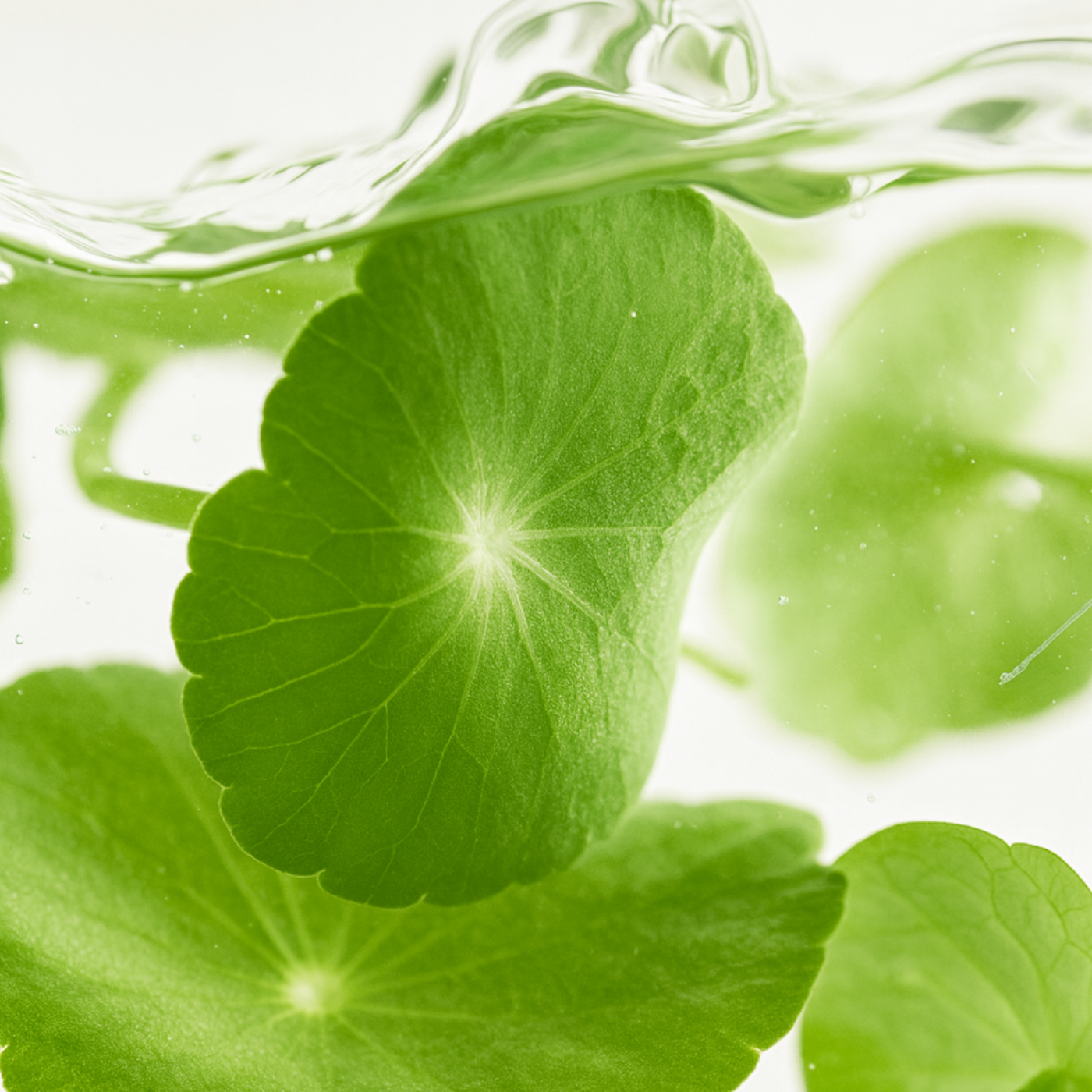 Gotu kola suspended in water