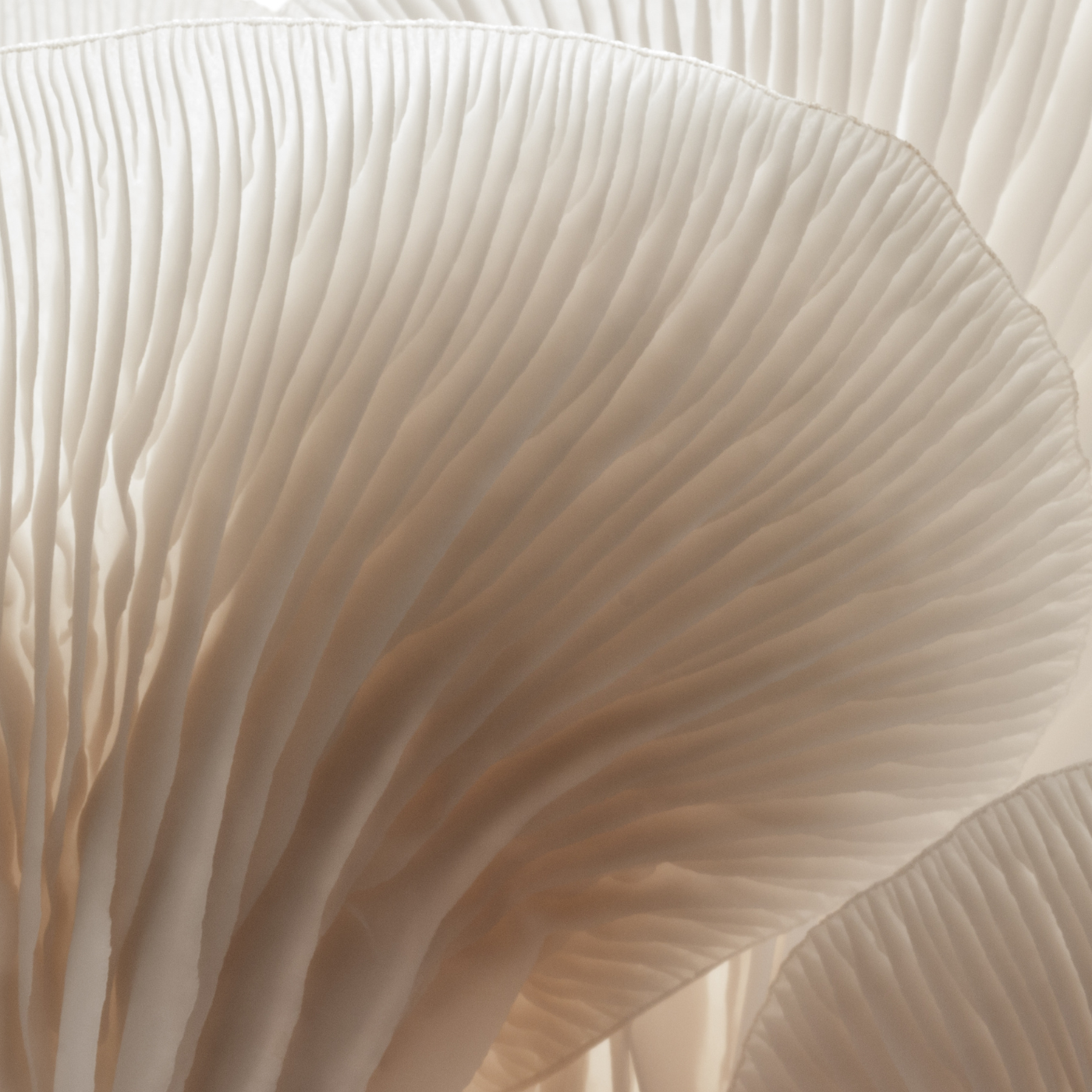 Mushroom Extract Skin Care