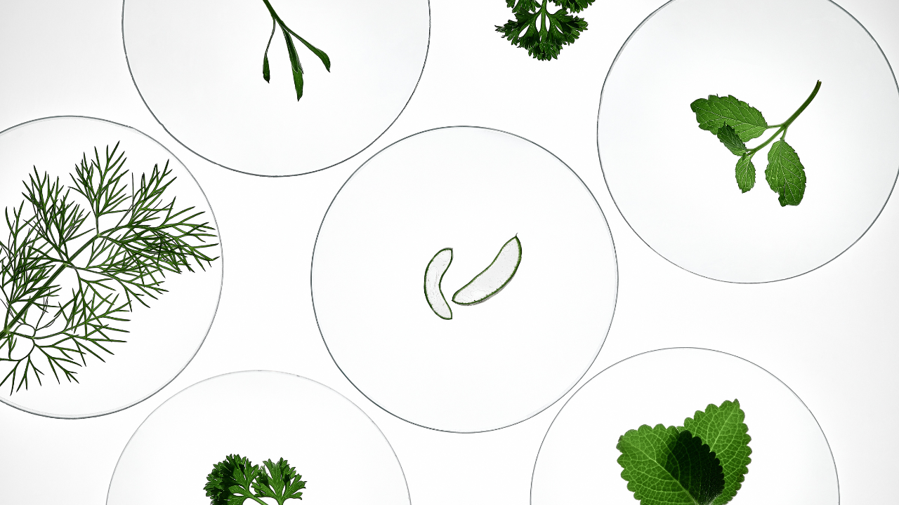 Plant Powered Skin Care