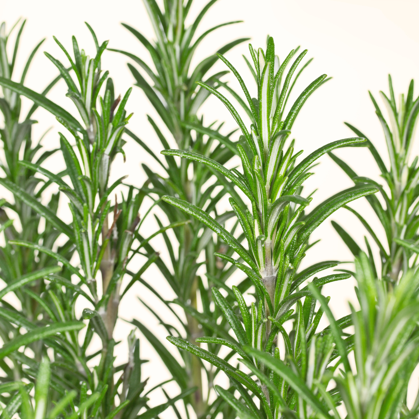 Rosemary Extract Skin Care