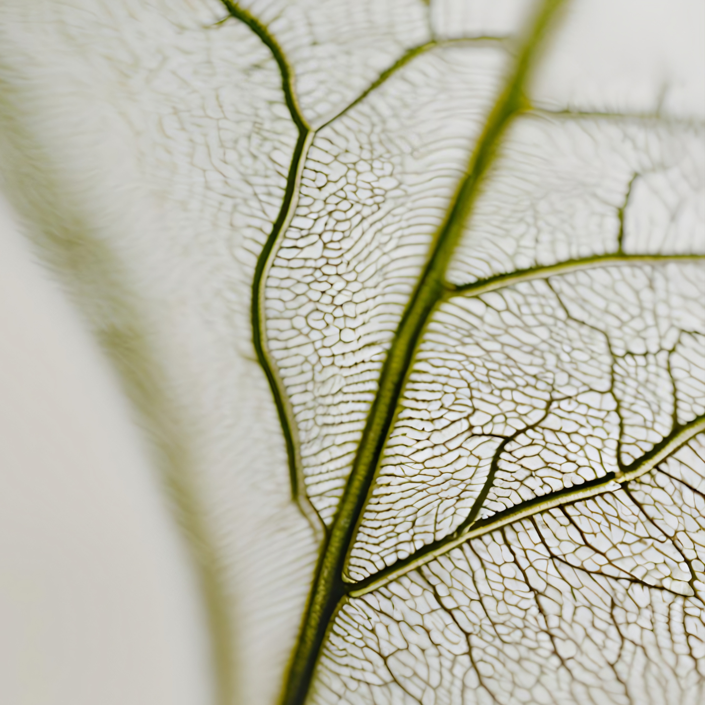 Stem Cells Skin Care