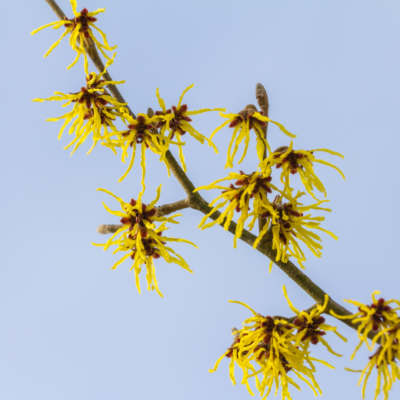 Witch Hazel Extract Skin Care