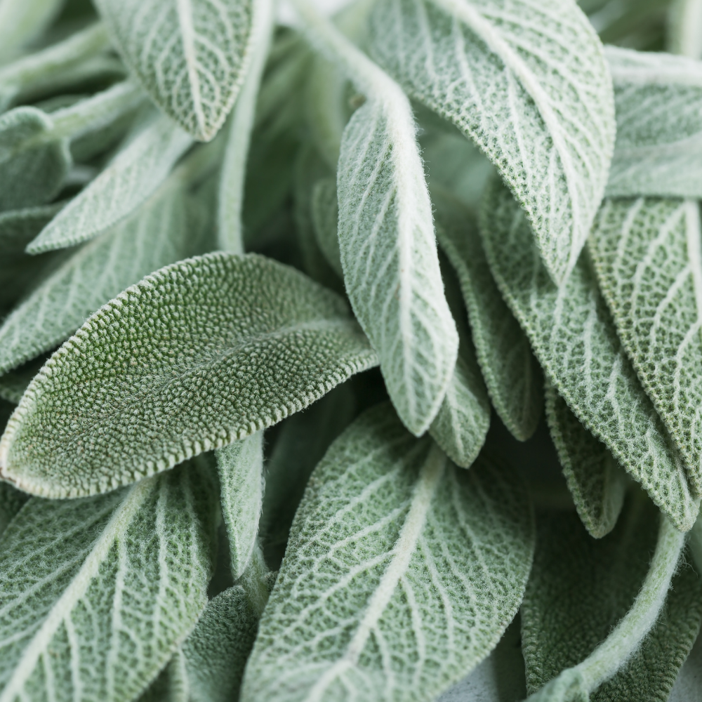 Clary Sage Essential Oil