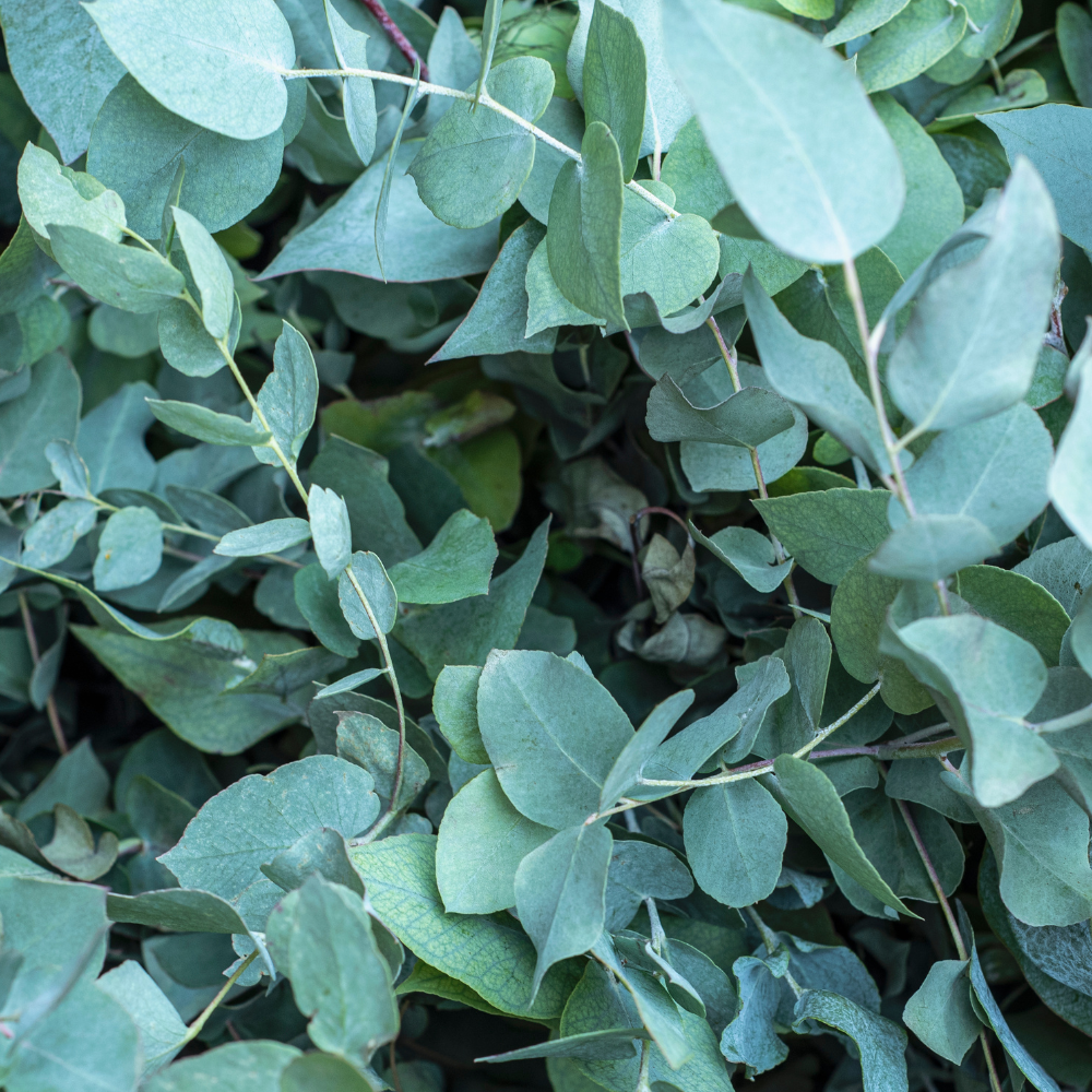 Eucalyptus Essential Oil