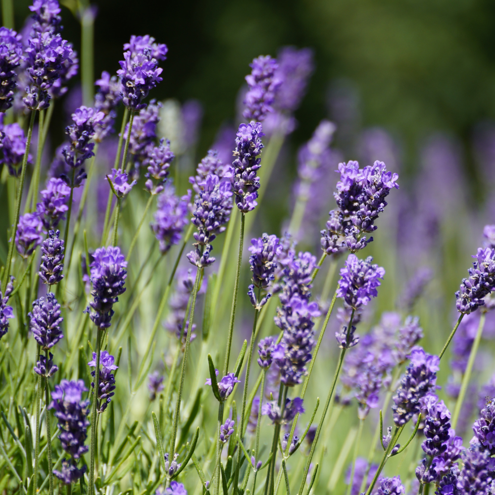 Lavender 40/42 Essential Oil