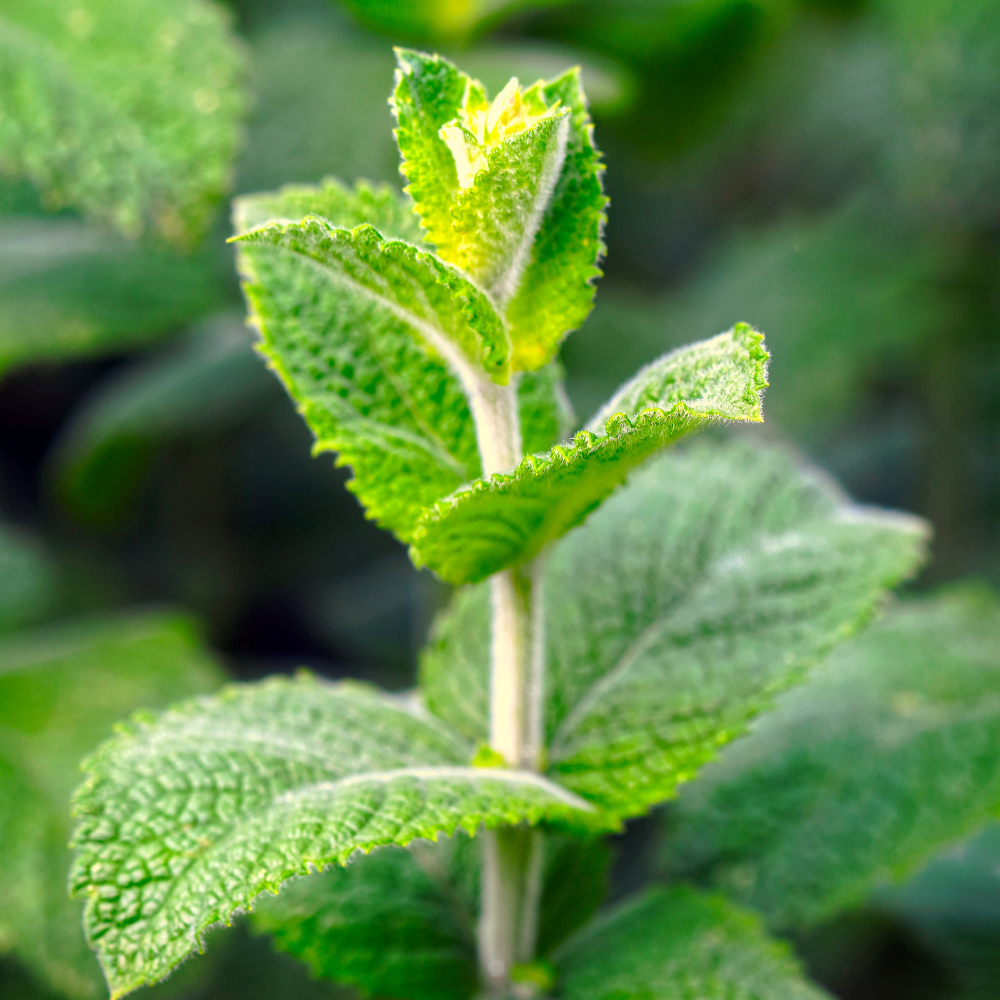 Japanese Peppermint Essential Oil