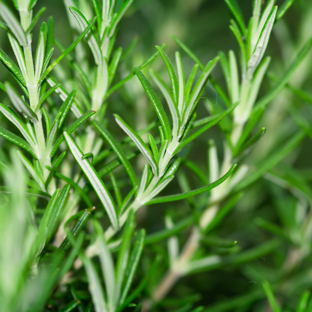 Spanish Rosemary Essential Oil