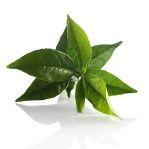 Green Tea/White Tea Antioxidant Scrub