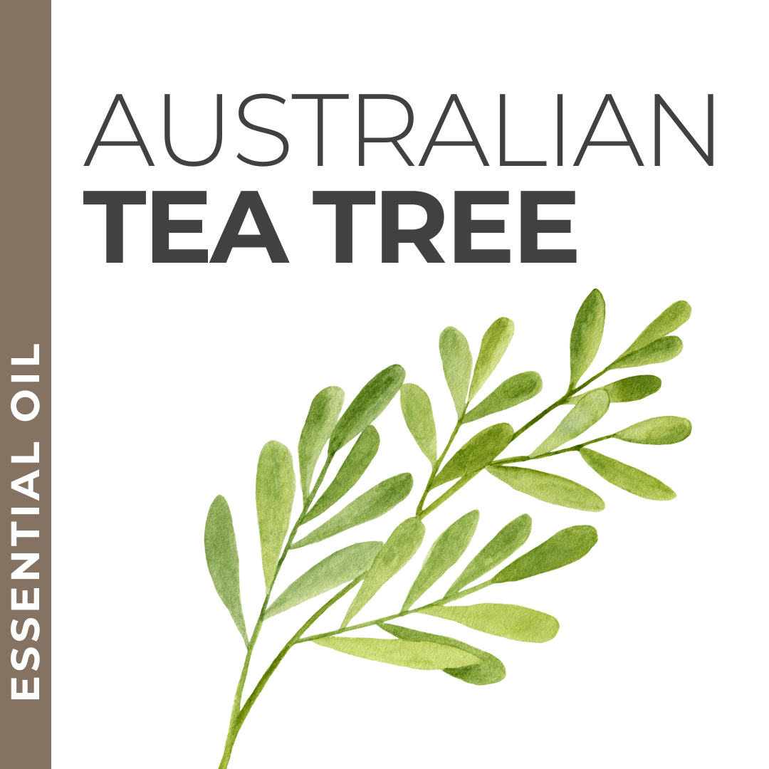 Pravada private Label Australian Tea Tree Essential Oil - Samples